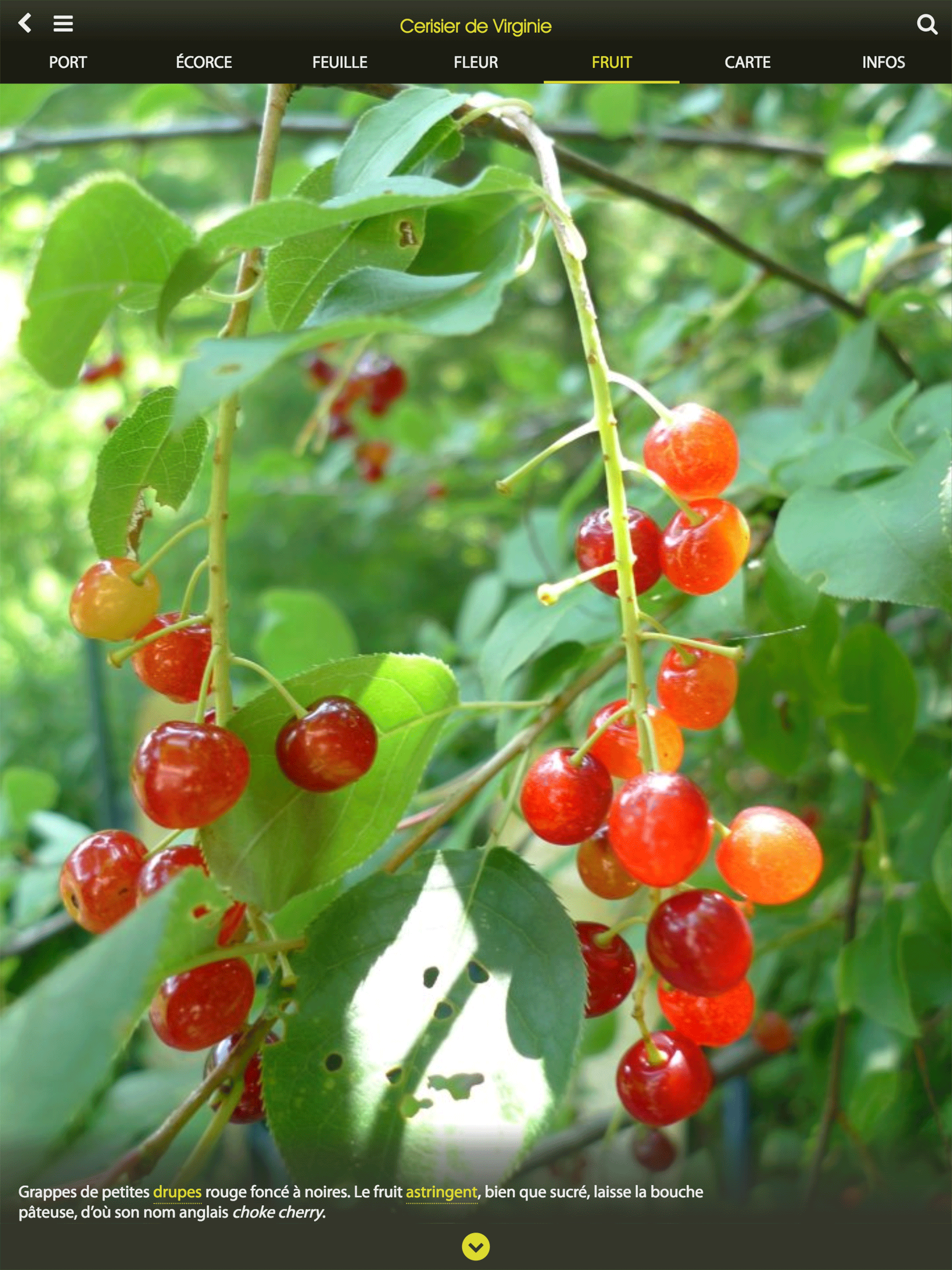 Arborescence screenshot 13