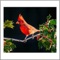 Bird Spotter is a MUST HAVE APP for bird watchers and nature lovers