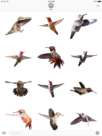 Hummingbirds - Large (Retina) - náhled