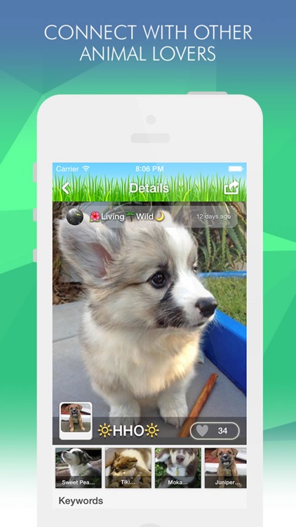 Pets Amino for Dog, Cat & Fish Pet Owners