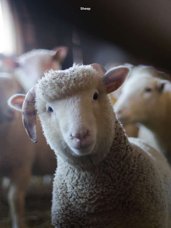 Screenshot #5 pour Photos et sons d'animaux