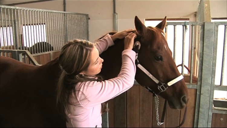 Equine Acupressure screenshot-3