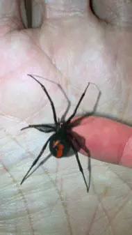 Magic Spider - My Pet Boris iphone resimleri 4