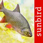 Fish Id - Freshwater Fish UK App Cancel