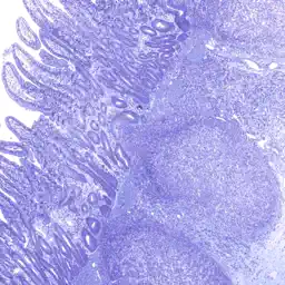 AnatLab Histology app icon