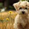 Pet Friendly Caravan Parks Australia - Appie s.r.o