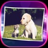 Pets Wallpaper Cats Dogs