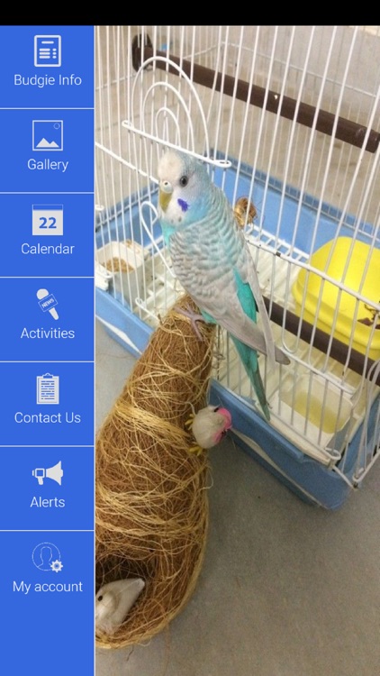 Pet Budgie Information & Care