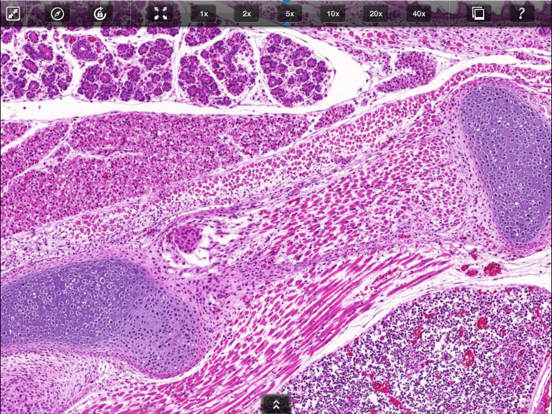 Screenshot #5 pour 3DHISTECH PANNORAMIC VIEWER