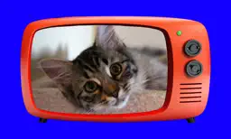 TV Pics for Reddit app icon