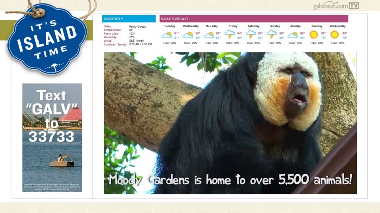 Galveston.com TV screenshot-3