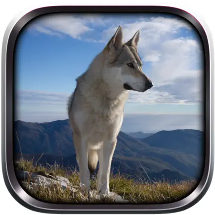 Wild Wolf Life Simulator Cheats