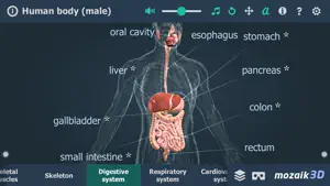 Human body (male) 3D screenshot #4 for iPhone