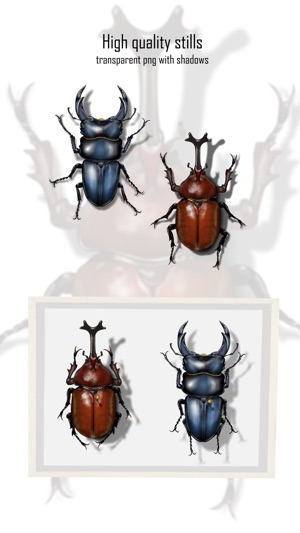 Japanese Cult Beetles(圖4)-速報App