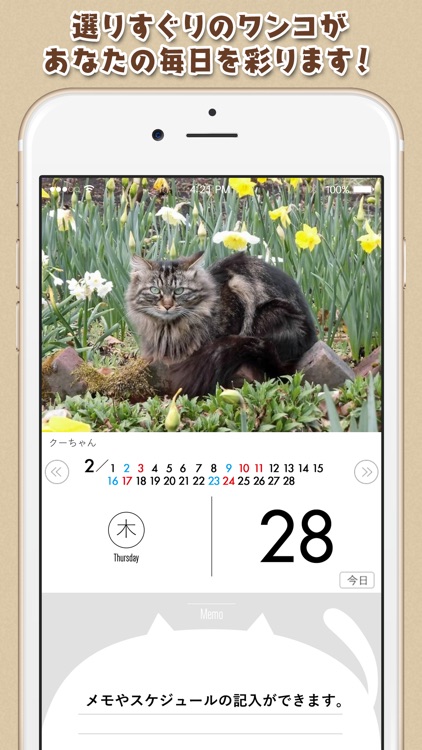 日めくりニャンコ！®2019カレンダー