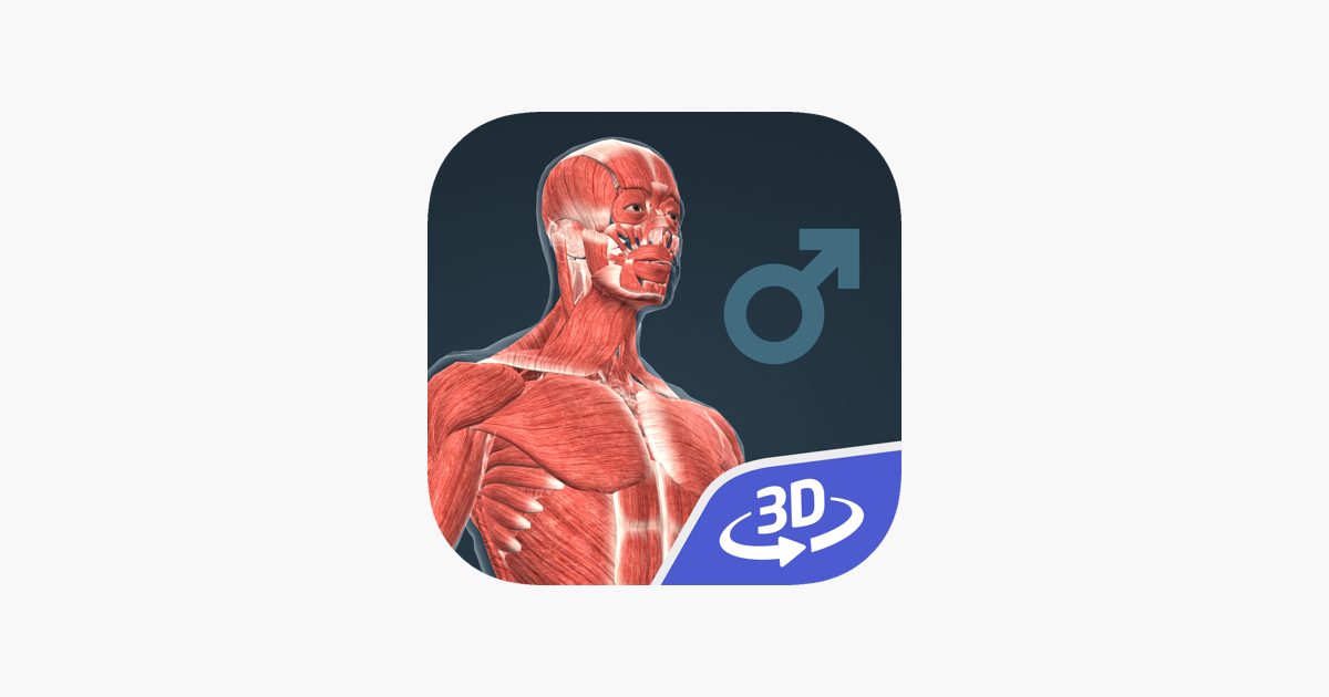 Human body (male) 3D on the App Store