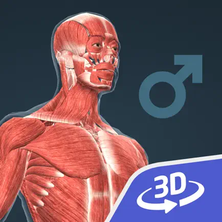Human body (male) 3D Cheats