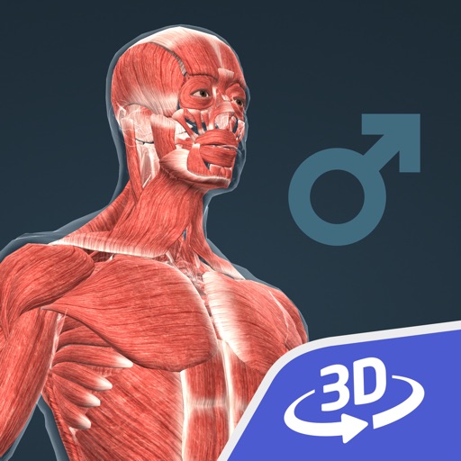 Human body (male) 3D