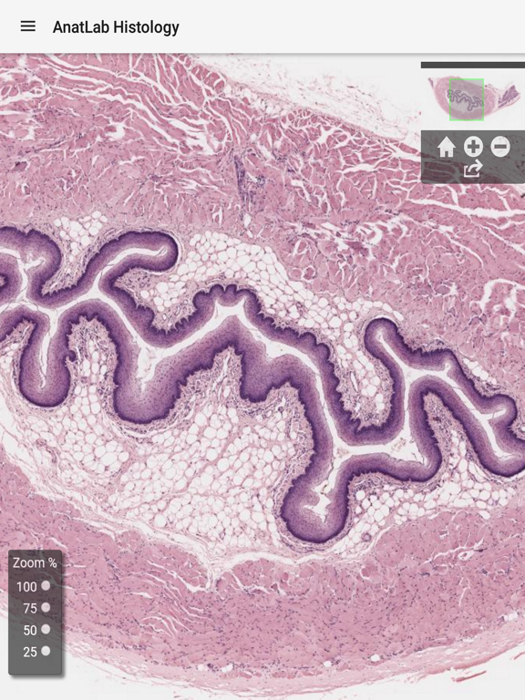 Screenshot #6 pour AnatLab Histology