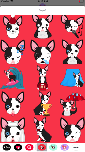 Splash Boston Terrier(圖1)-速報App
