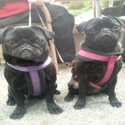 Mopszucht vom kleinen Brach