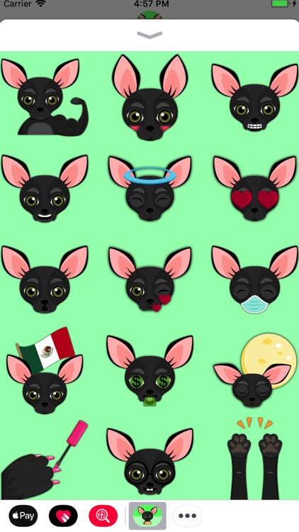 Black Chihuahua screenshot-3