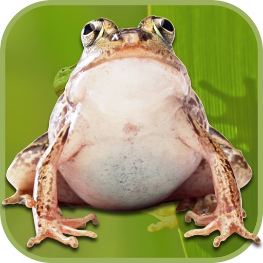 Frog Scare Prank icon