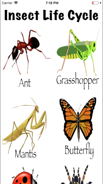 Insects Arachnids Life Cycle