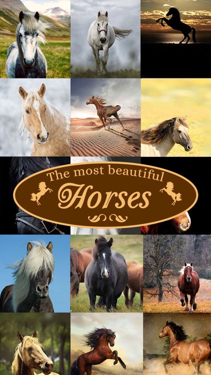 Horses - Wallpapers + Add Text