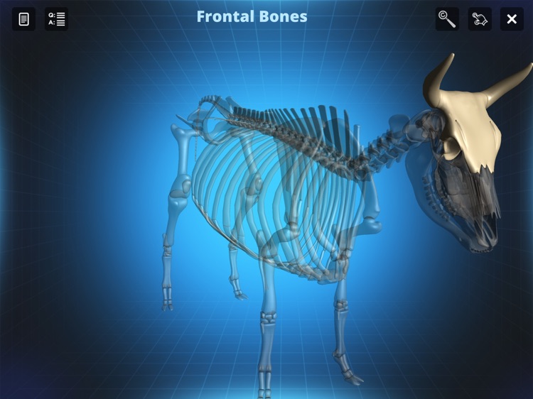 Bone Viewer - Ox Skeleton