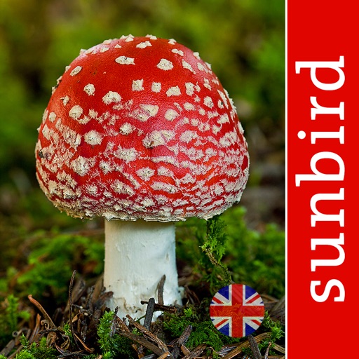 Mushroom Id - British Fungi Identification Guide to Toadstools and Mushrooms