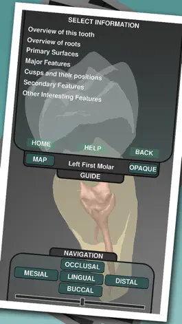 Game screenshot Real Tooth Morphology apk