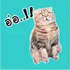 Oh My Cat Animated Stickers Positive Reviews, comments