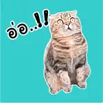 Oh My Cat Animated Stickers App Positive Reviews