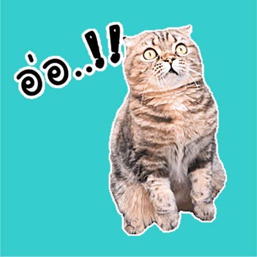 Oh My Cat Animated Stickers icon