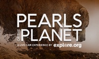 Pearls of the Planet