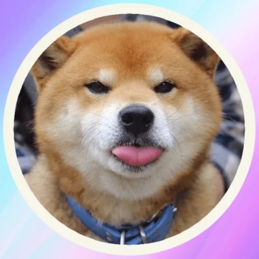 Cool Akita-Inu! Stickers