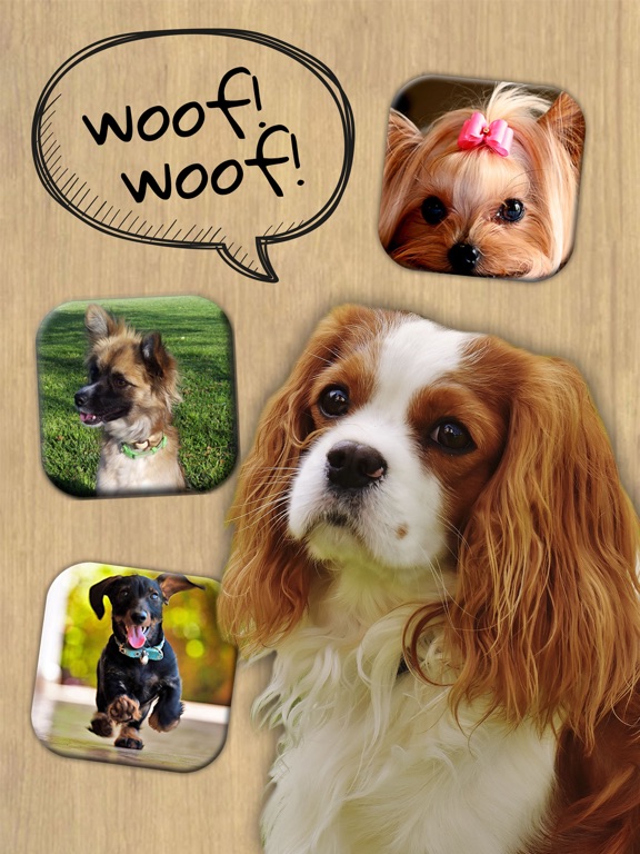 Animal Sounds – Dogs, Cats