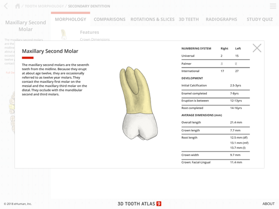 Tooth Atlas 9 iPad screenshot 3 - Education app