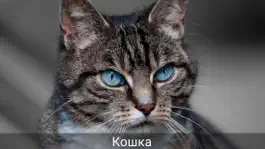 Game screenshot Звуки животных для малышей русский apk