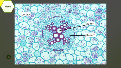 Plant Histology HDのおすすめ画像5