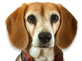 Have some fun and spice up any conversation with these adorable beagles
