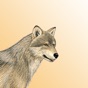 Mammals of North America LITE app download