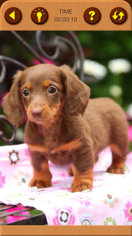 Cute Puppy Jigsaw Puzzle Games screenshot-4