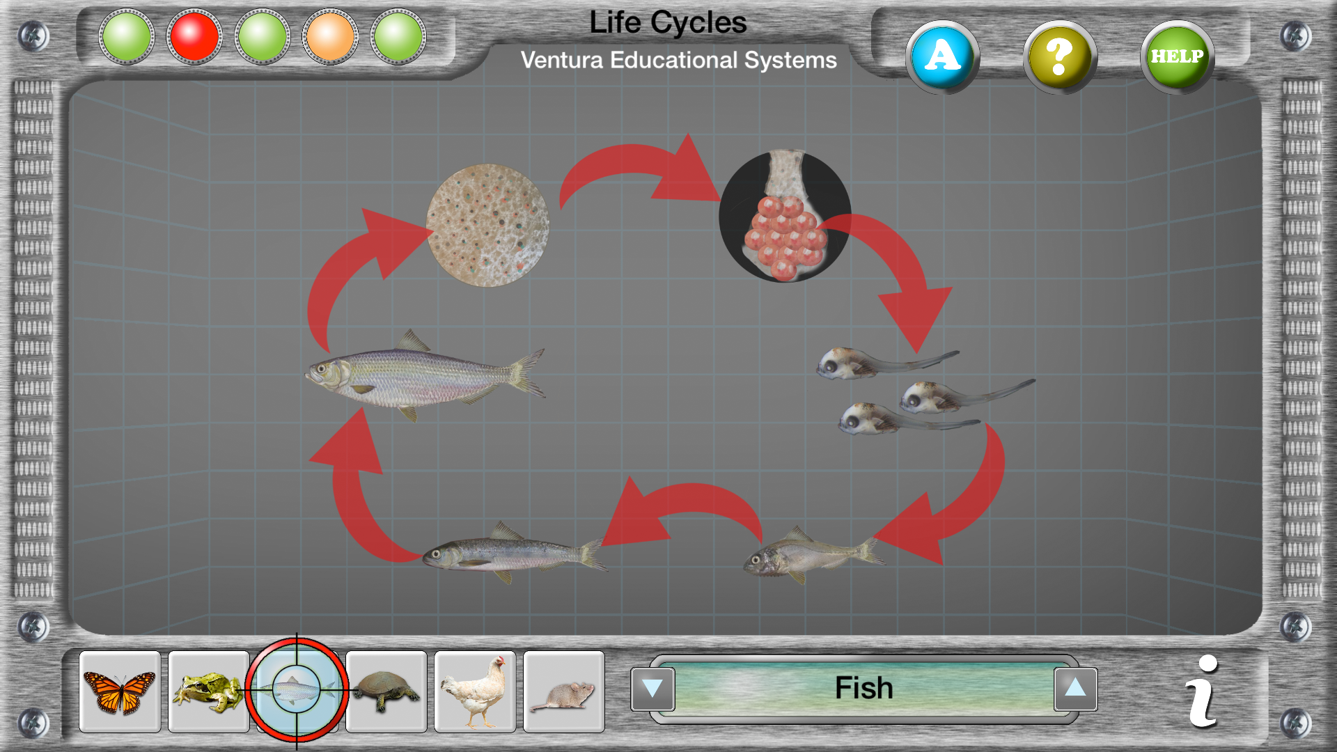 Interactive Life Cycles screenshot 8