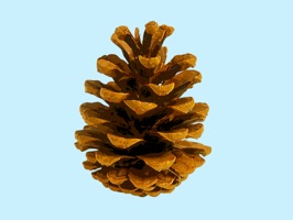 Add these pine cone stickers to your sticker collection