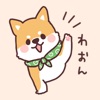 ころころ柴犬