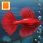 Fish Tycoon Lite app download