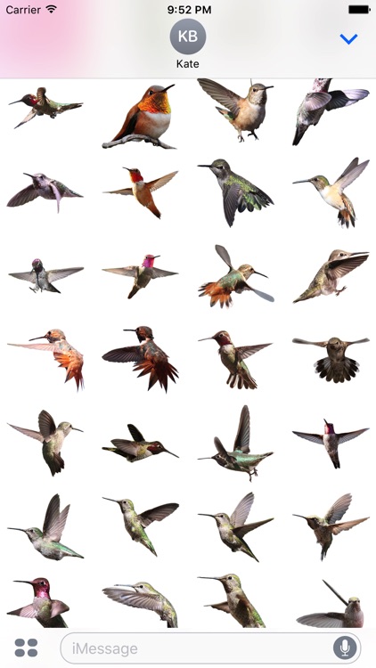 Hummingbird Sticker Pack