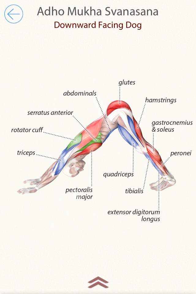 3D Yoga Anatomy Lite screenshot 2